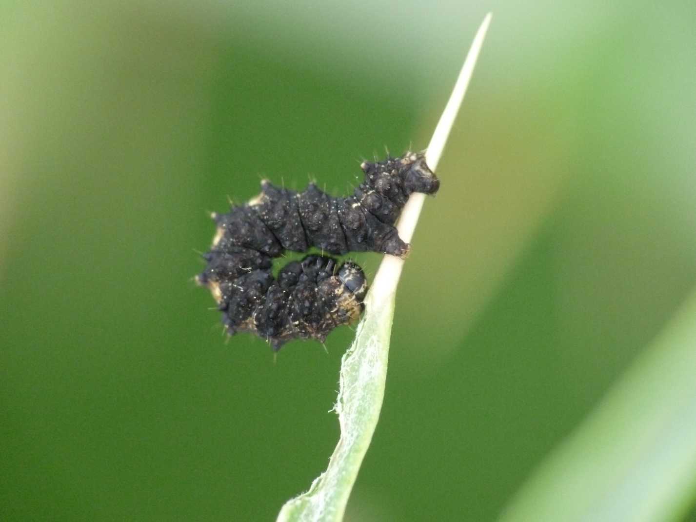 Bruchetto su cardo